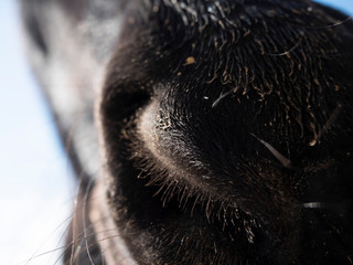 Close-up horse Nose