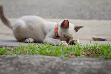 Naklejka na ściany i meble A beautiful kitty Siamese cat, Beautiful cat at home. Domestic animal