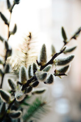 willow twigs close up