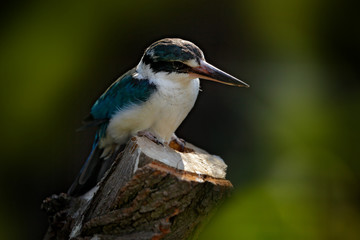 Collared mangrove Kingfisher, Todiramphus chloris, detail of exotic African bird sitting on the branch in the green nature habitat, New Guinea and Australia. Wildlife scene from nature.