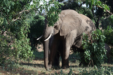 Afrikanischer Elefant / African elephant / Loxodonta africana