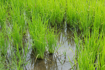green rice field grow in paddy farm in rainy season