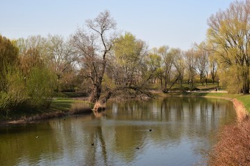 Fototapeta na wymiar Stare drzewo przy brzegu wody poziomo