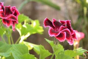 Fototapeta premium Beautiful flower.