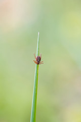 tique sur un brin d'herbe
