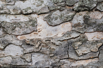 Texture of apple bark horizontally placed close-up