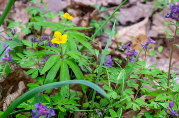 Close-up of flowers in the forest in a clearing.