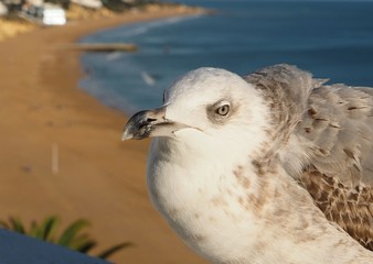 A cute seagull in front of Albufeira beach at the Algarve coast of Portugal