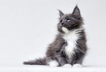 Maine Coon kitten watching