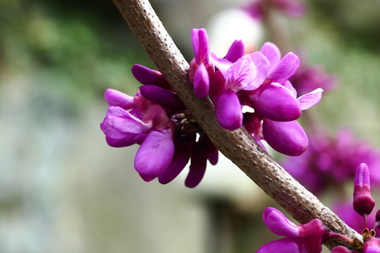 Judasbaum