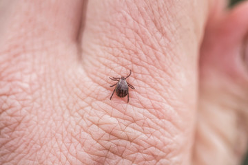 dangerous infectious insect mite crawls on the skin of the human hand to suck the blood