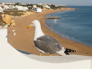 A cute seagull in front of Albufeira beach at the Algarve coast of Portugal