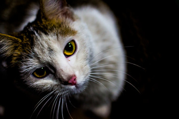Incredibly mysterious cat on a black background.