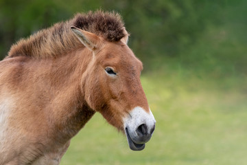 Przewalskis horse closeup