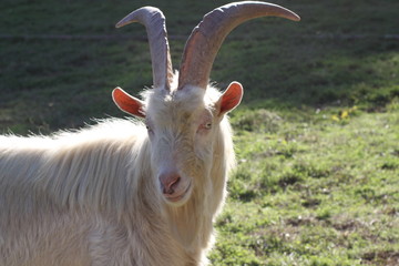 goat on a meadow