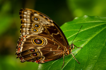 Butterfly sitting on a leaf