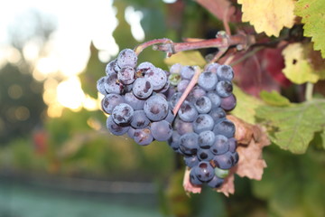 red wine grapes on the vine
