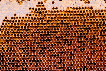 Honeycomb with honey and pollen. Close-up shooting