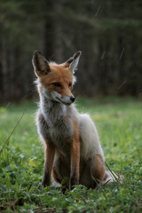 red fox