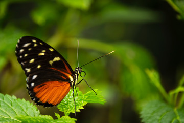 Obraz na płótnie Canvas Butterfly sitting on a leaf