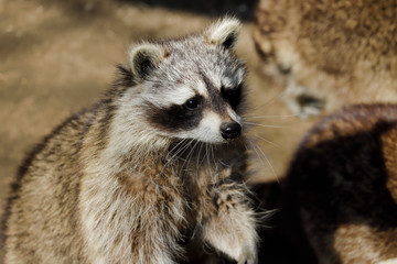 Naklejka na ściany i meble Portrait of standing female common raccoon