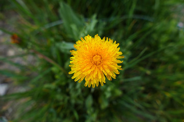 new blooming dandelion flower in spring, yellow dandelion flower,