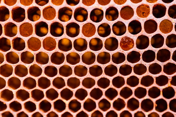 Honeycomb with honey and pollen. Close-up shooting