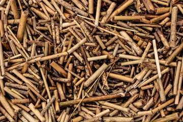 dry reed background