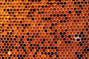 Honeycomb with honey and pollen. Close-up shooting