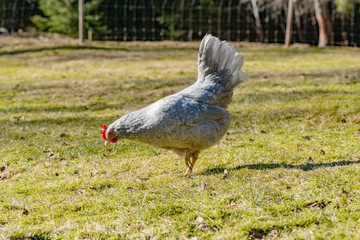 hens looking for food i garden gras
