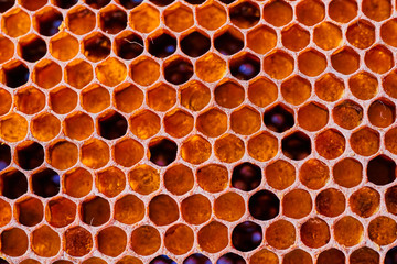 Honeycomb with honey and pollen. Close-up shooting