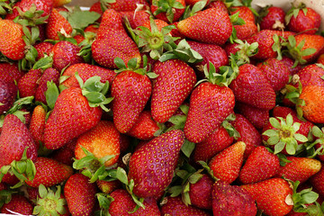 close up of fresh natural strawberry fruit, fresh strawberries in spring, lots of strawberries,