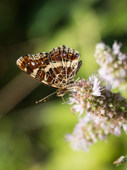 Map butterfly (Araschnia levana) sitting on a flower