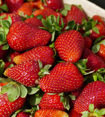 close up of fresh natural strawberry fruit, fresh strawberries in spring, lots of strawberries,