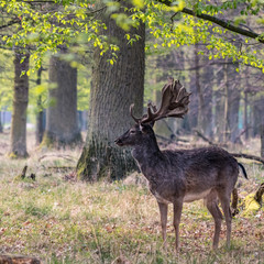 Damhirsch im Frühlingswald