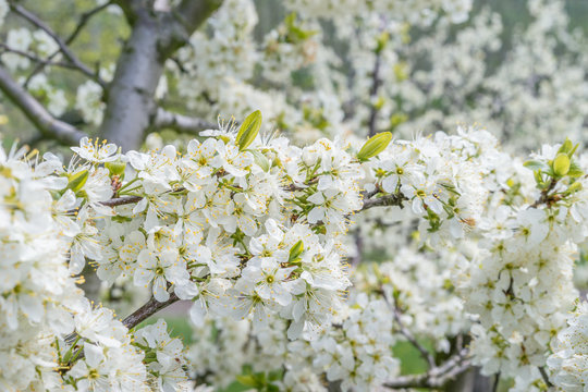 Obstblüte im Frühling