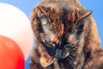 Black and red tortoiseshell cat on a blue background next to inflatable balloons