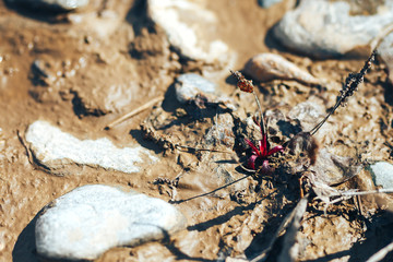 A single red poppy flower growing among dirty stones on the river