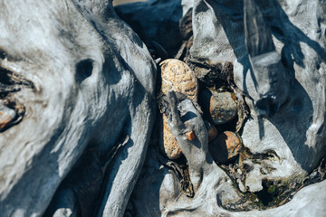 round stones from river stay in big root of die tree snag sunny day