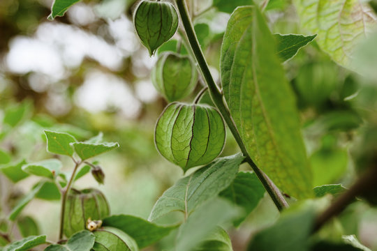 Physalis fruit
