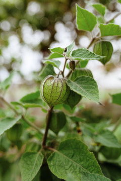 Physalis fruit