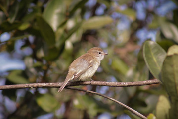 sparrow on a branch