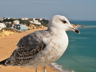 Obraz premium A cute seagull in front of Albufeira beach at the Algarve coast of Portugal