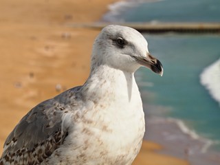Macro of the head of a seagull