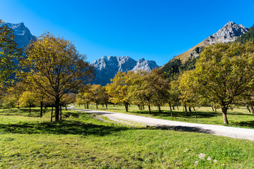 maple trees at Ahornboden, Karwendel mountains, Tyrol, Austria
