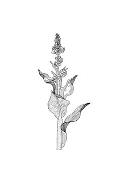Mol&egrave;ne thapsus