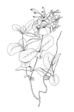 Ch&egrave;vrefeuille