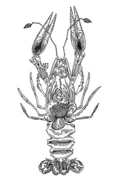 Ecrevisse v&eacute;g&eacute;tale