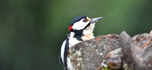 Buntspecht Männlich