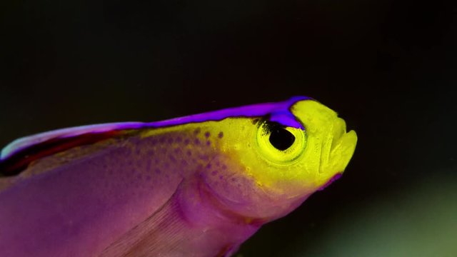 Close up shot of small colourful tropical fish in Palau